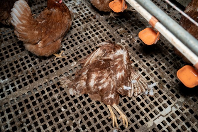 Dead hen in free-range egg farm