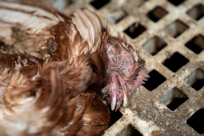 Dead hen in free-range egg farm