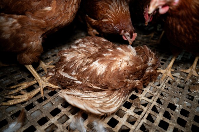Dead hen in free-range egg farm