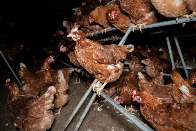 Hen on perch in free-range egg farm