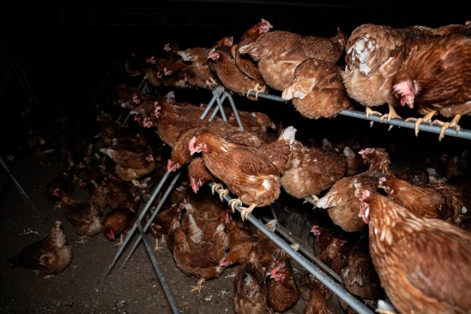 Hens on perch in free-range egg farm