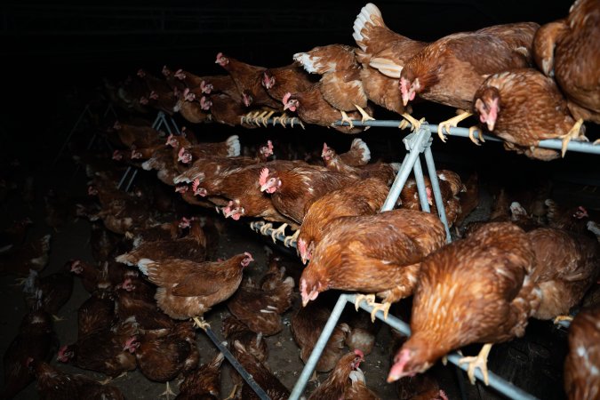 Hens on perch in free-range egg farm