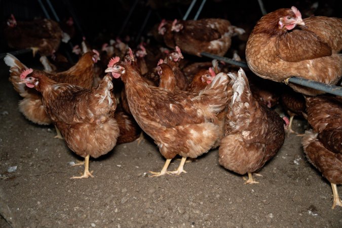 Free-range Egg Farm Investigation 2025