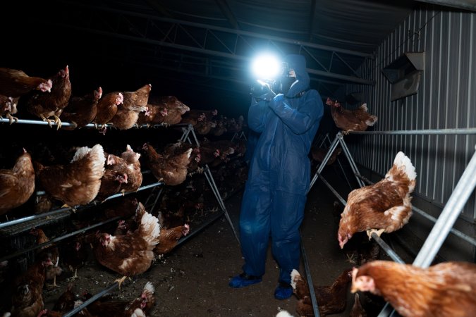 Investigator filming free-range hens