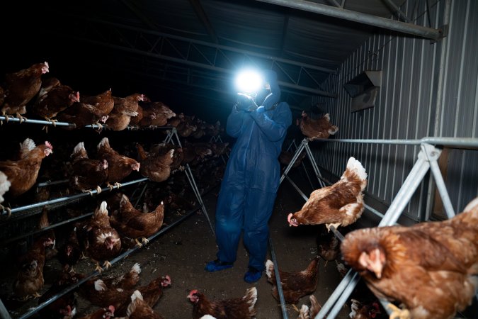 Investigator filming free-range hens