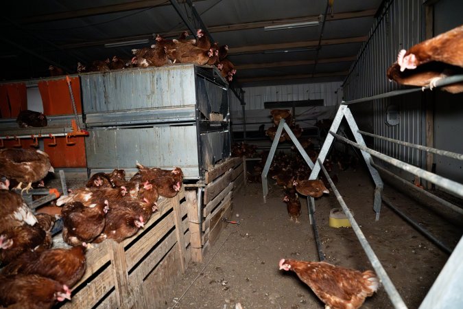 Free-range Egg Farm Investigation 2025