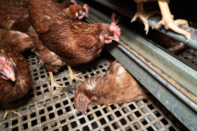 Dead hen in free-range egg farm