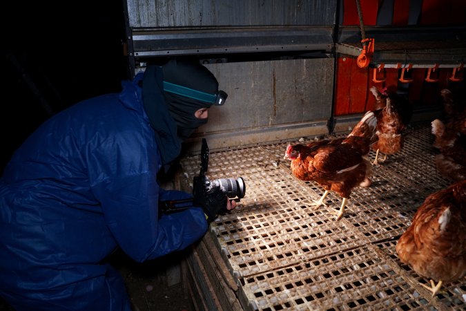Investigator filming free-range hens