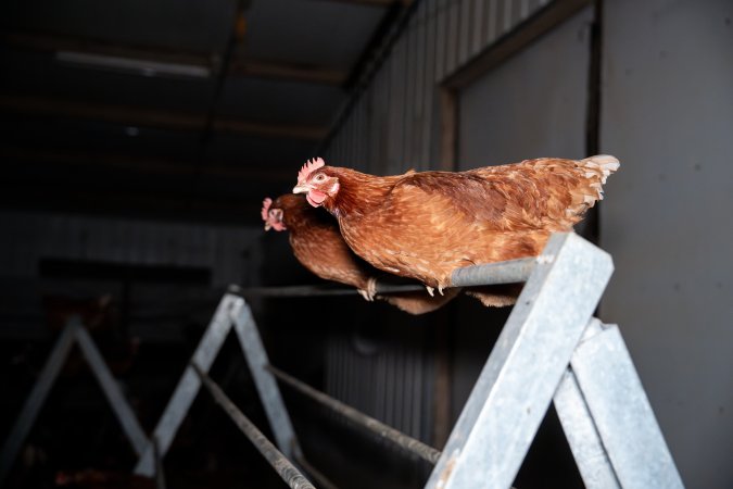 Hens perched in free-range egg farm