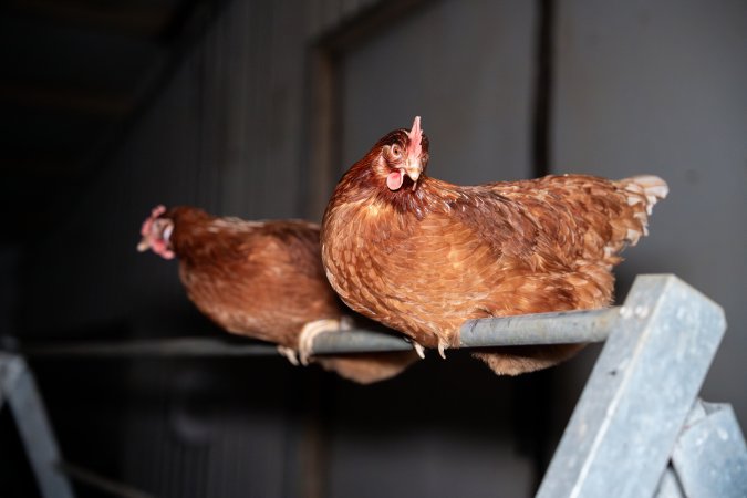 Hens perched in free-range egg farm