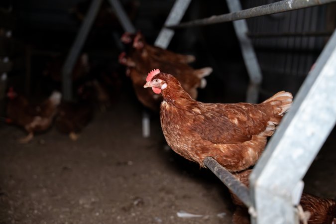Hens perched in free-range egg farm