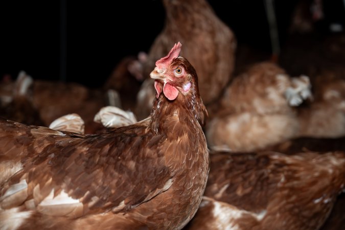 Free-range Egg Farm Investigation 2025