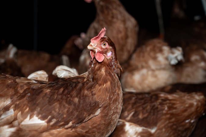 Free-range Egg Farm Investigation 2025