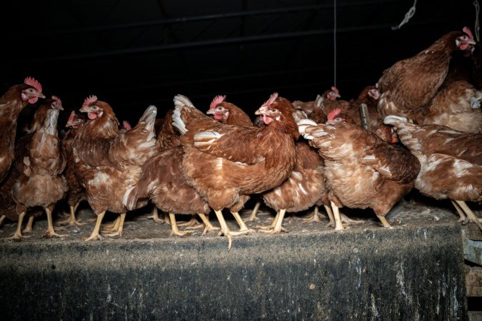 Free-range Egg Farm Investigation 2025