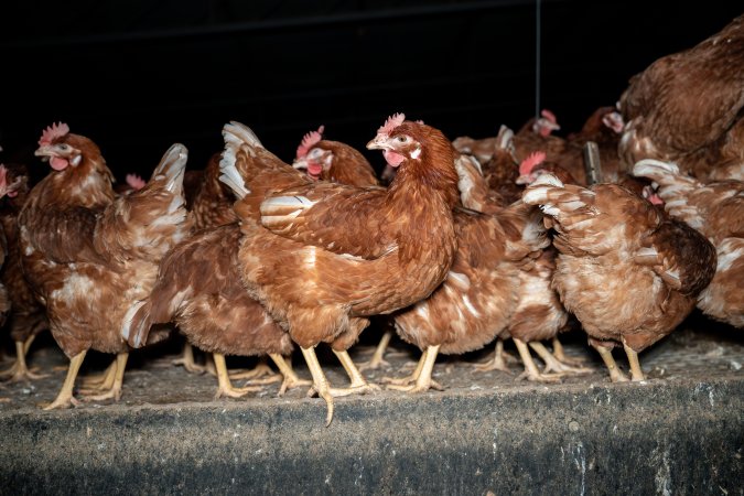 Free-range Egg Farm Investigation 2025