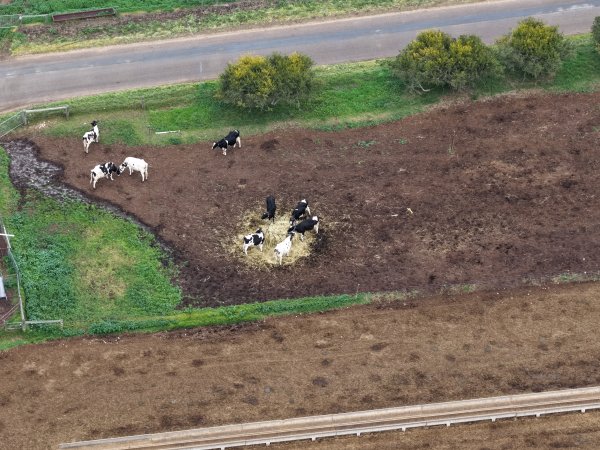 Drone flyover - Golderama Holsteins