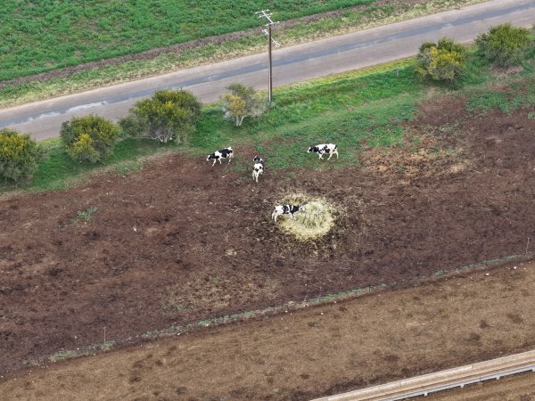 Drone flyover - Golderama Holsteins