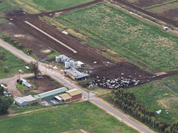 Drone flyover - Golderama Holsteins