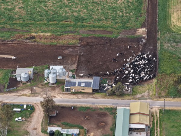 Drone flyover - Golderama Holsteins