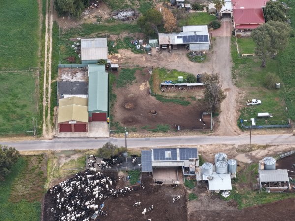 Drone flyover - Golderama Holsteins