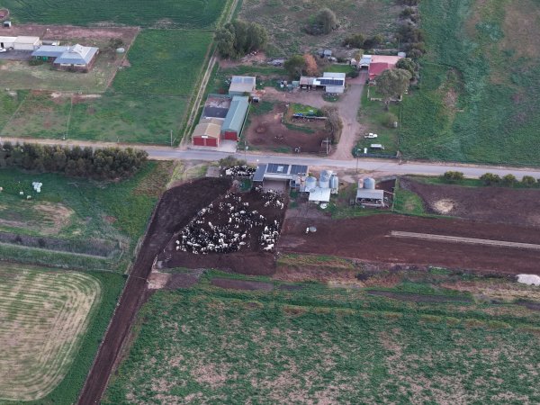 Drone flyover - Golderama Holsteins