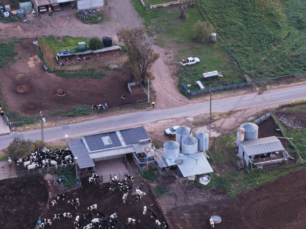 Drone flyover - Golderama Holsteins