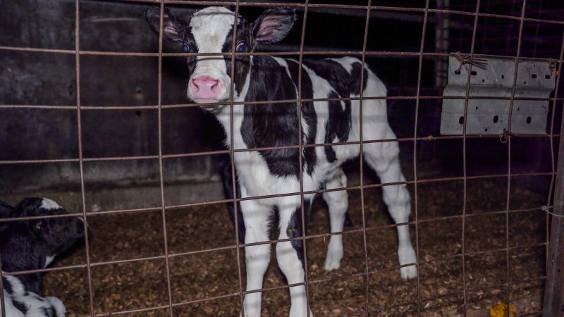 Calf in holding pen