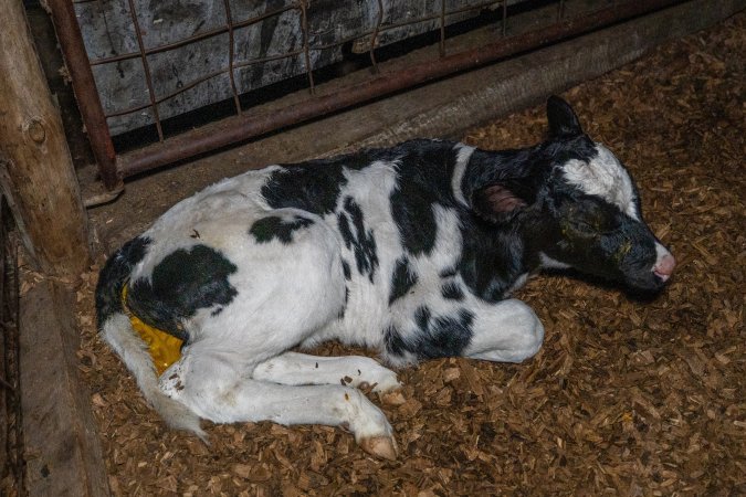 Calf with diarrhoea