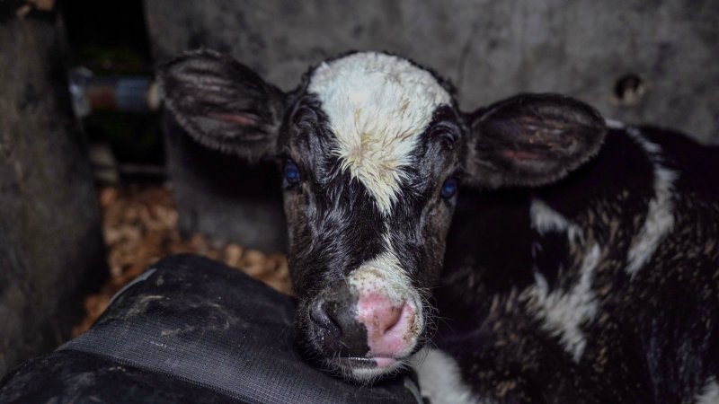 Calf in pen