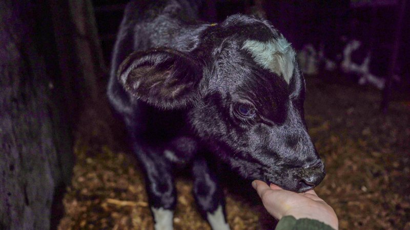 Calf with investigator