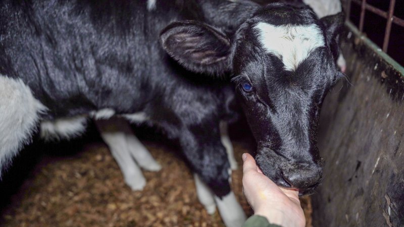 Calf with investigator