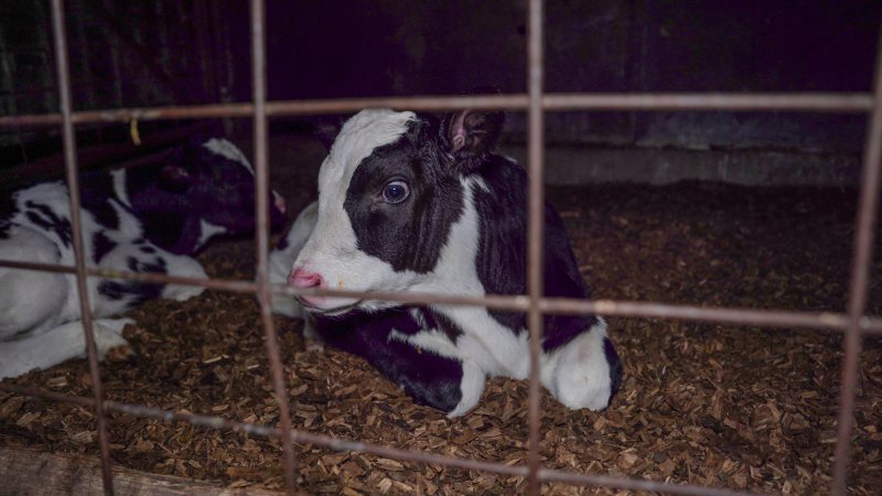 Calf looks through bars