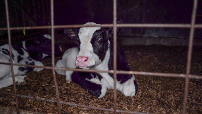 Calf looks through bars