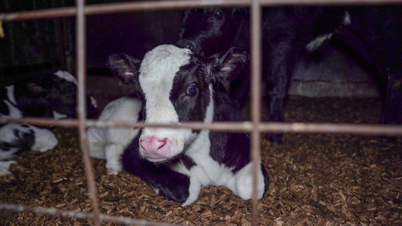 Calf looks through bars