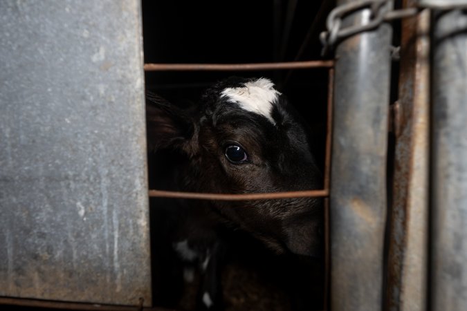 Calf looks through bars