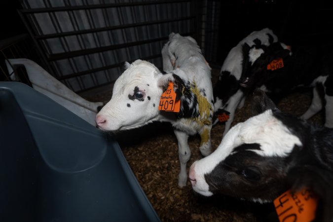 Calf covered in diarrhoea