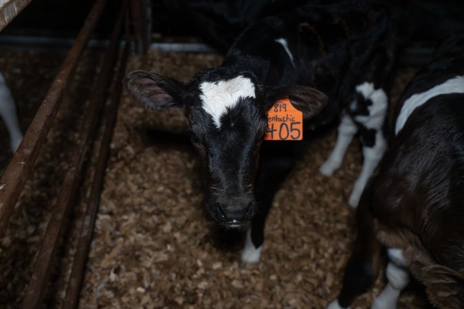 Calf with eartags