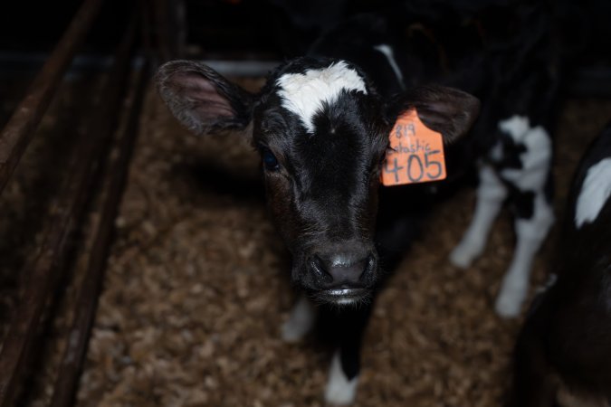 Calf with eartags
