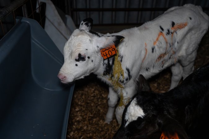 Calf covered in diarrhoea
