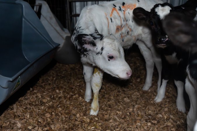 Calf covered in diarrhoea