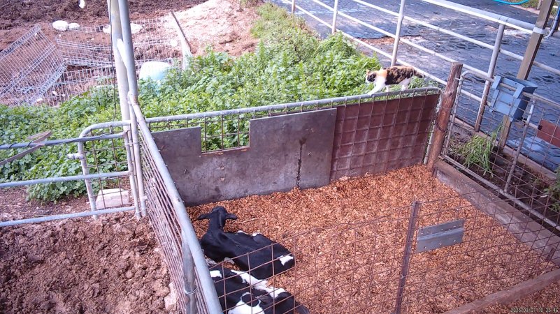 Calves in holding pens