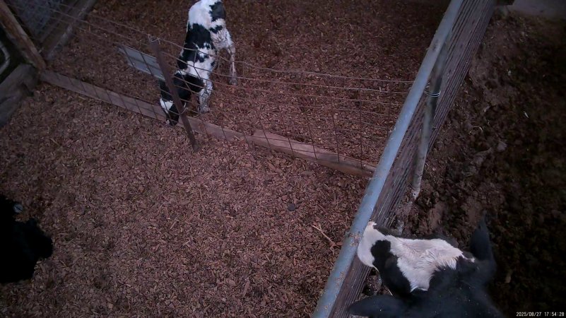 Calf attempts to stand
