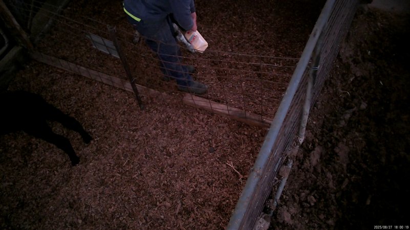 Calf being fed by worker