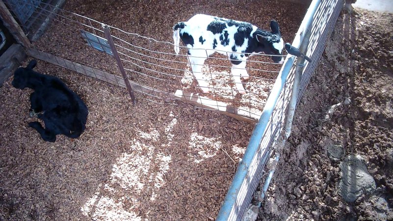 Calves in holding pens