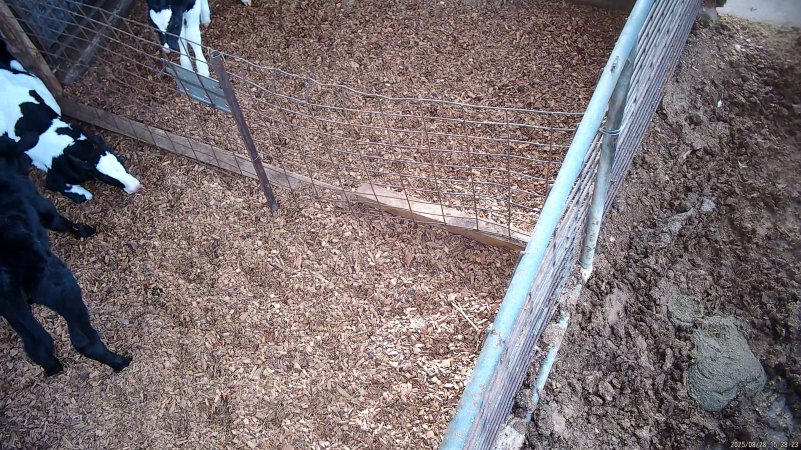 New calf put in pens