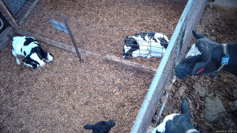 Mother cows look in at calves