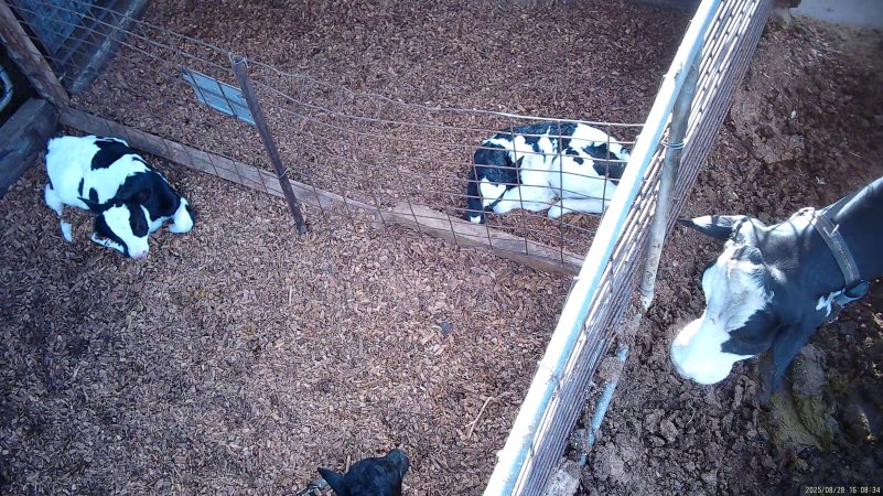 Mother cows look in at calves