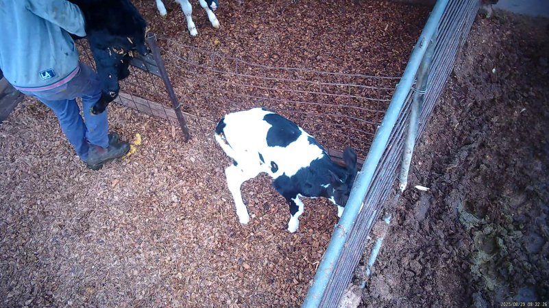 Worker drops calf over fence