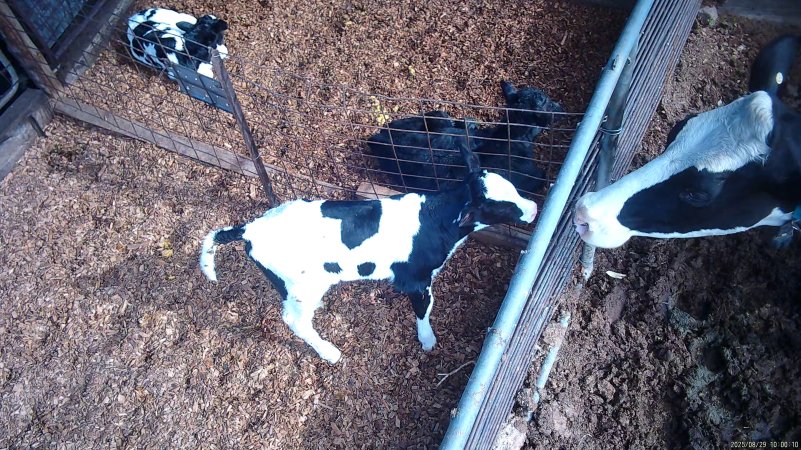 Mother cows look in at calves