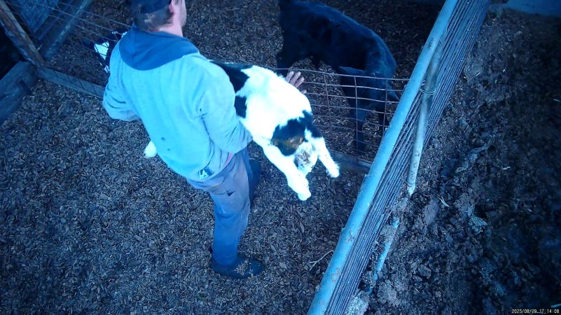 Worker drops calf over fence